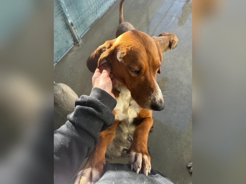 Liebenswerter ŠIME sucht perfect match ❤️