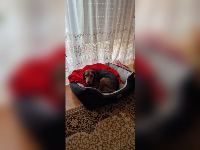 MARTA sucht ihr forever Home❤️