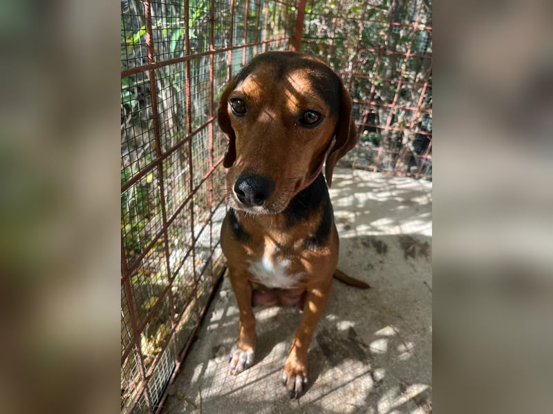 MARTA sucht ihr forever Home❤️