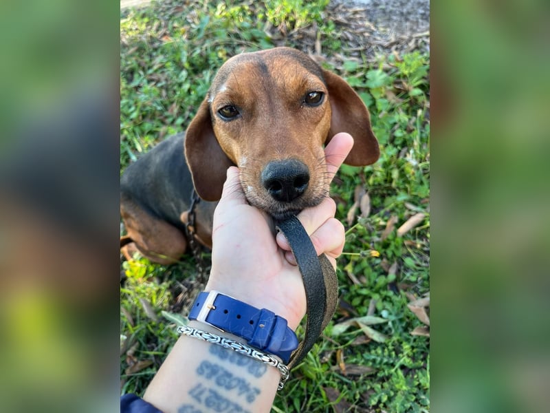 MARTA sucht ihr forever Home❤️