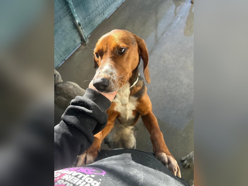 Liebenswerter ŠIME sucht perfect match ❤️