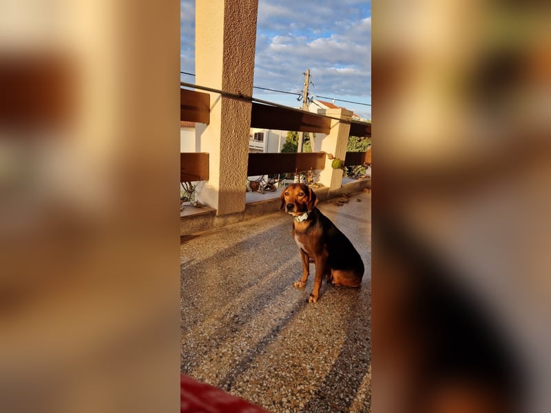 MARTA sucht ihr forever Home❤️