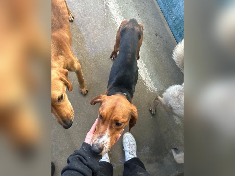 Liebenswerter ŠIME sucht perfect match ❤️