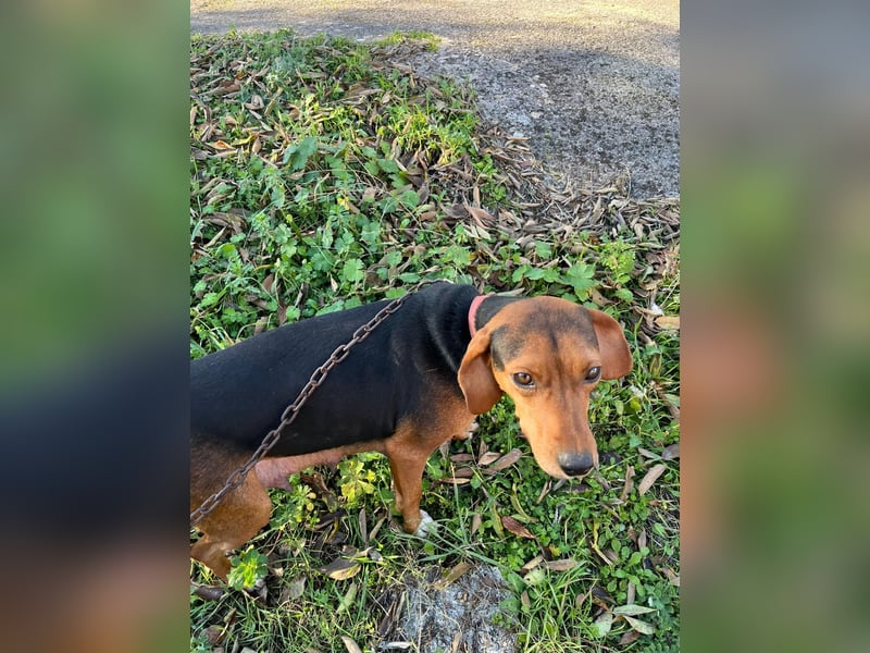 MARTA sucht ihr forever Home❤️