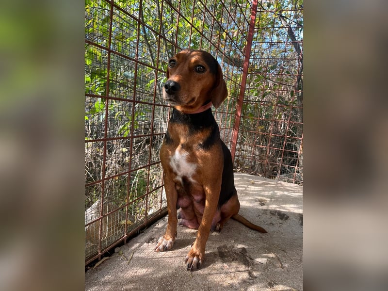 MARTA sucht ihr forever Home❤️