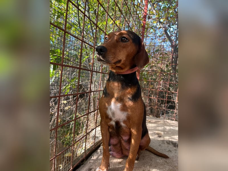 MARTA sucht ihr forever Home❤️