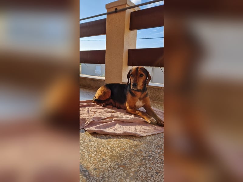 MARTA sucht ihr forever Home❤️