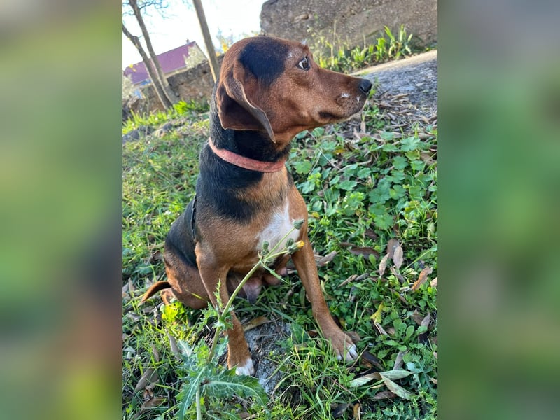 MARTA sucht ihr forever Home❤️