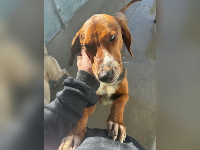 Liebenswerter ŠIME sucht perfect match ❤️