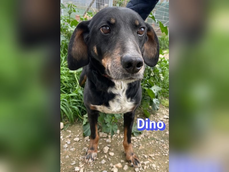 Dino, 01/24 - treues Schlappohr sucht Familie