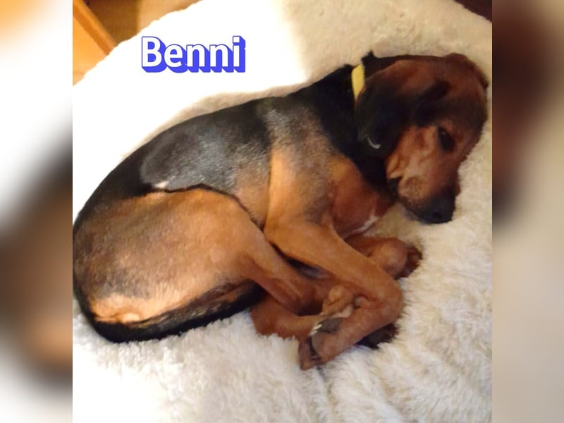 Benni, 04/17 - ruhiger Senior sucht wegen Krankheit ein neues Zuhause