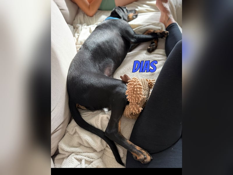 Dias, 03/25 - Traumhund sucht Familie!