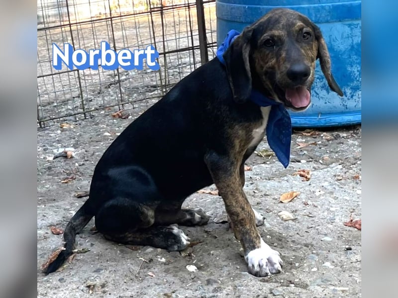 Norbert, 04/26 - sucht ein behütetes Zuhause