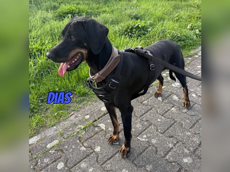 Dias, 03/25 - Traumhund sucht Familie!
