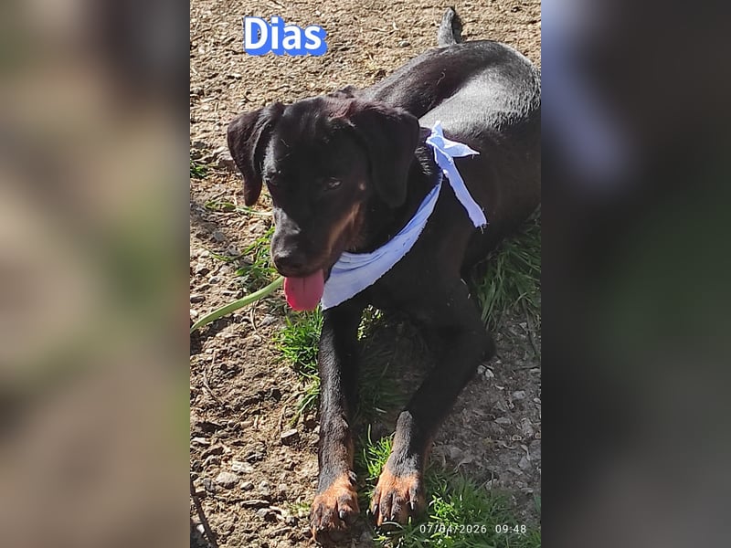 Dias, 03/25 - Traumhund sucht Familie!