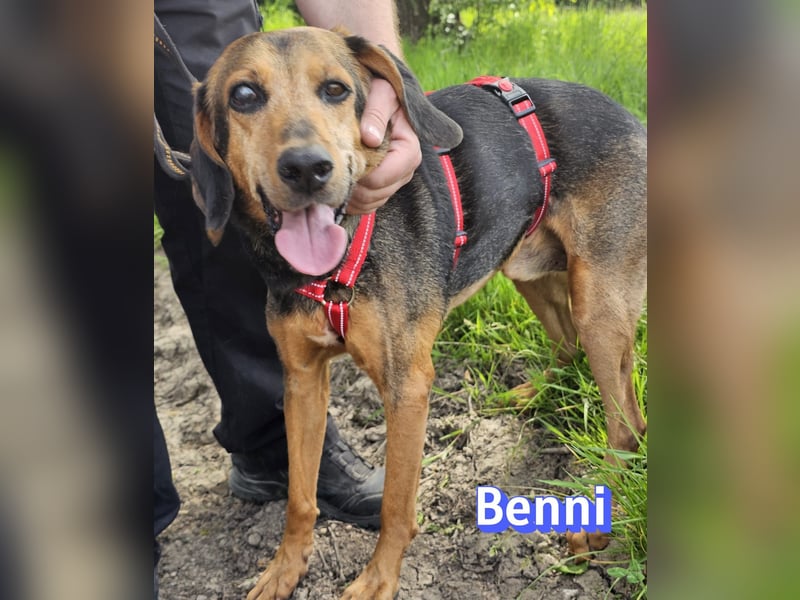 Benni, 04/17 - ruhiger Senior sucht wegen Krankheit ein neues Zuhause
