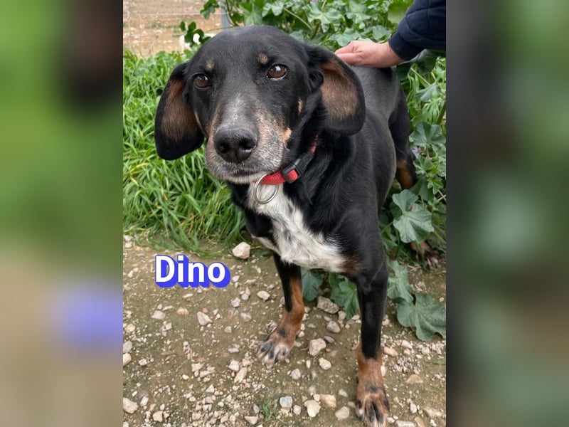 Dino, 01/24 - treues Schlappohr sucht Familie