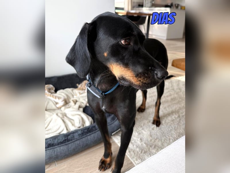 Dias, 03/25 - Traumhund sucht Familie!