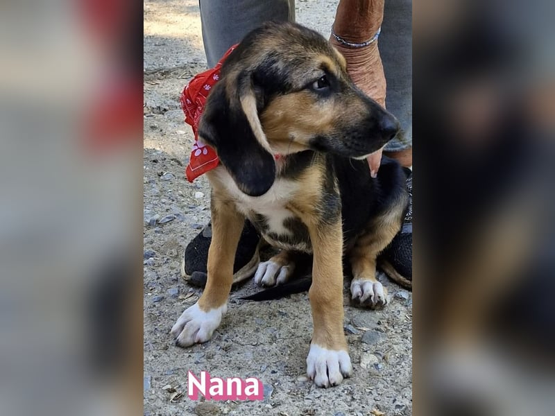 Nana, 04/26 - sucht ein liebevolles Zuhause