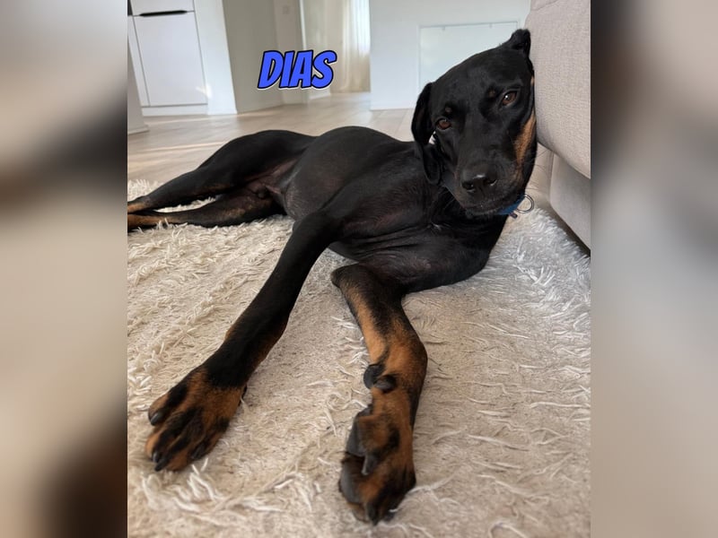 Dias, 03/25 - Traumhund sucht Familie!