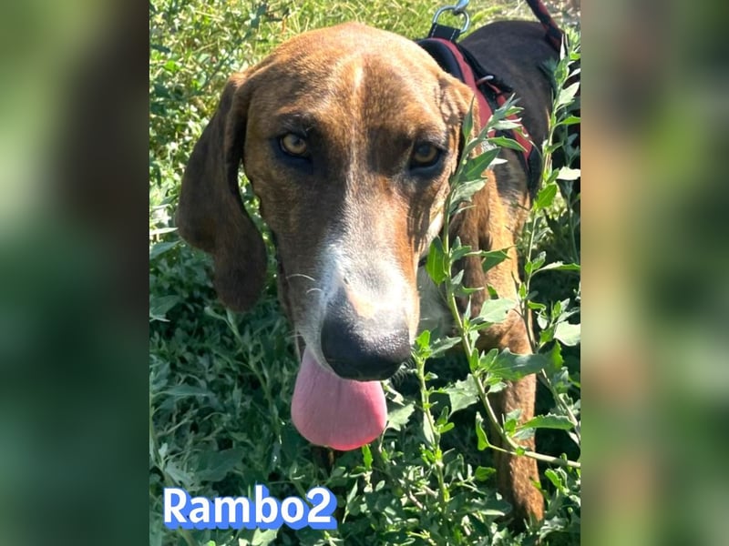 Rambo2, 06/25 - ein Kämpfer mit einem Herz aus Gold