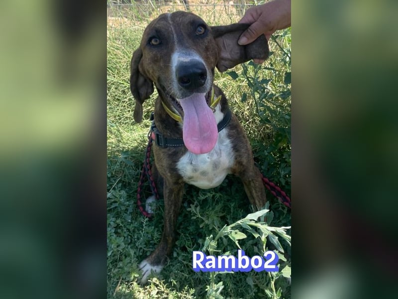Rambo2, 06/25 - ein Kämpfer mit einem Herz aus Gold