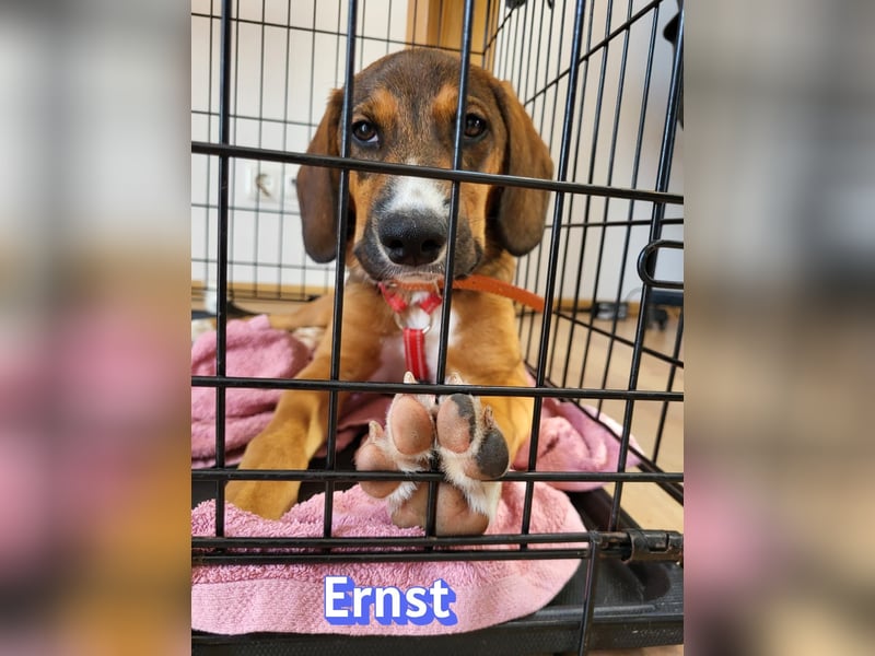 Ernst, 03/26 - drolliger Bub sucht Familie