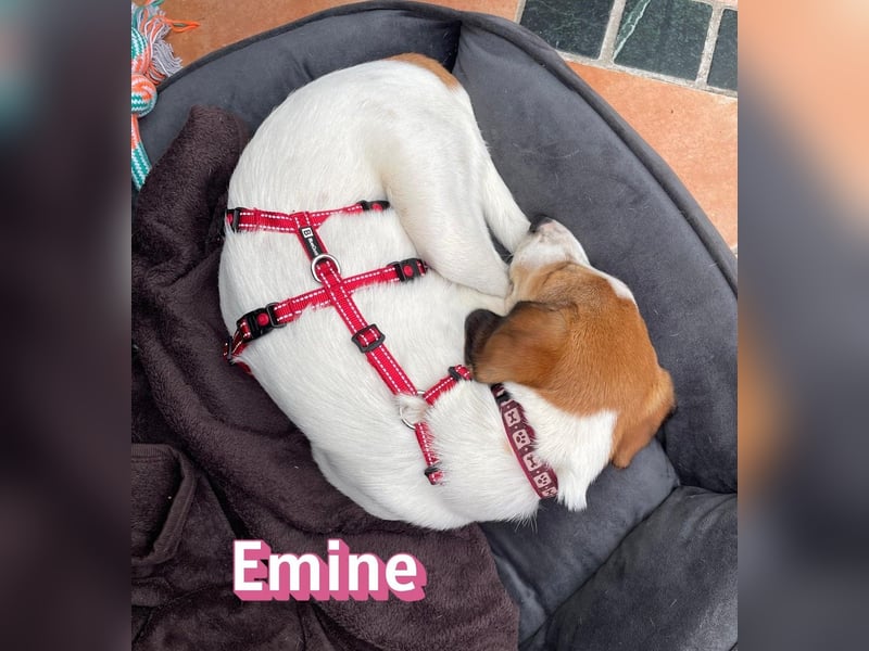 Emine, 03/26 - aufgewecktes Mädel wartet in 40723 Hilden