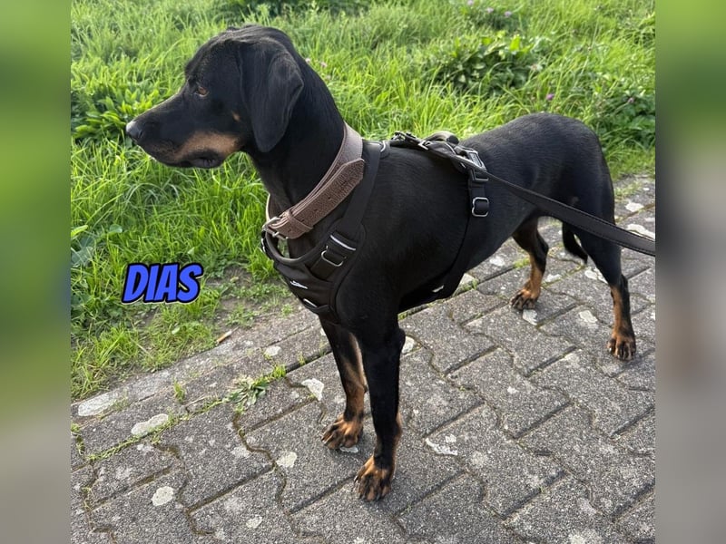 Dias, 03/25 - Traumhund sucht Familie!