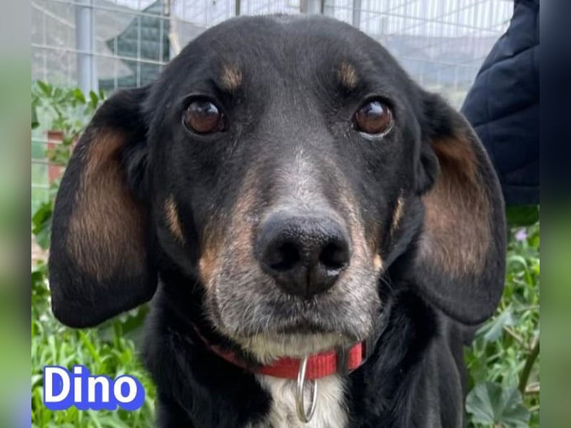 Dino, 01/24 - treues Schlappohr sucht Familie