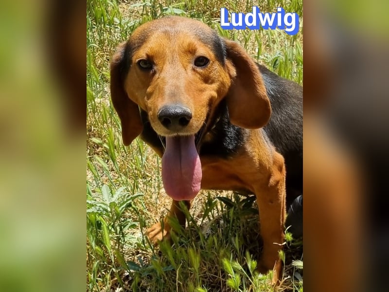 Ludwig, 12/20 - wartet in 41236 Mönchengladbach