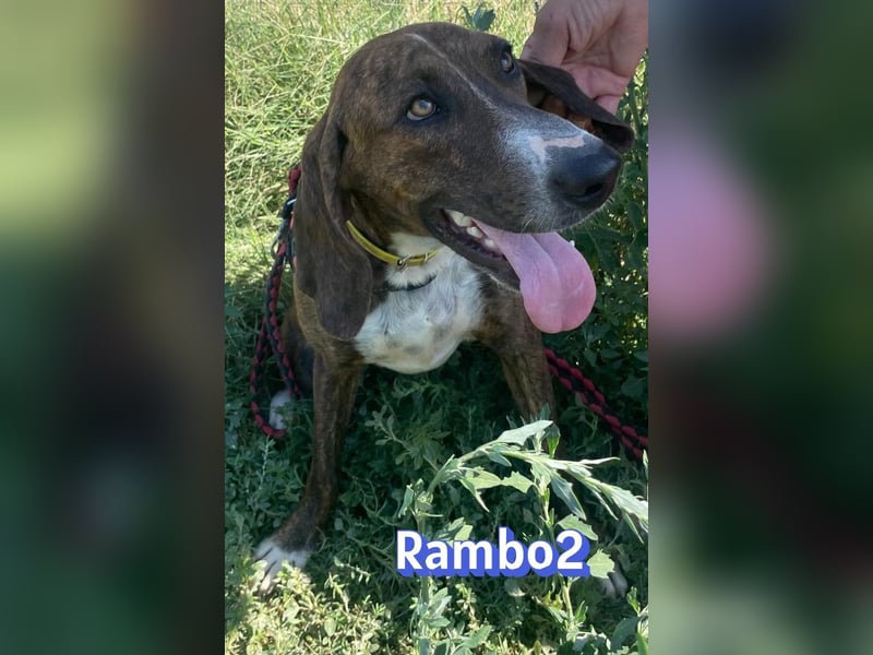 Rambo2, 06/25 - ein Kämpfer mit einem Herz aus Gold