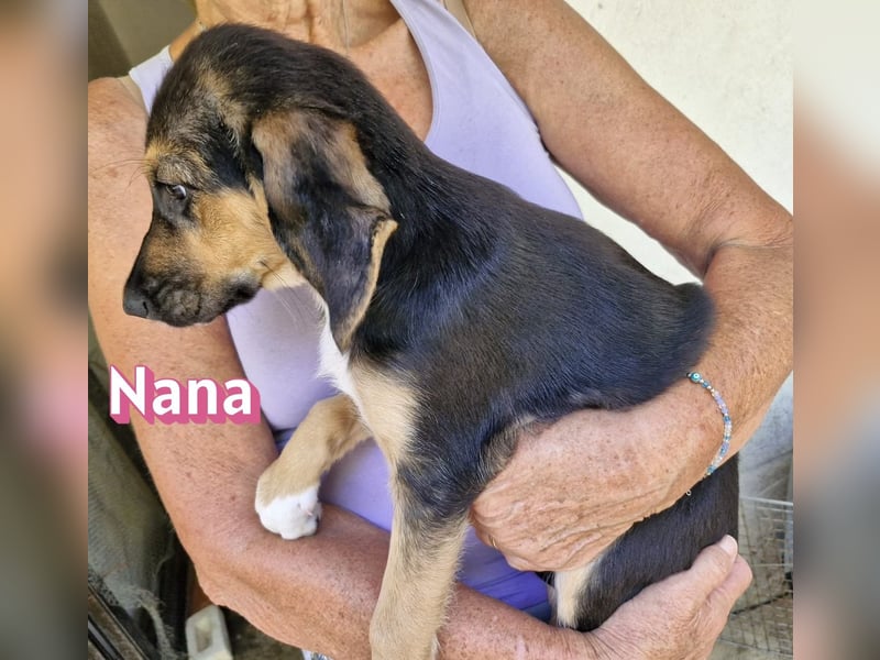 Nana, 04/26 - sucht ein liebevolles Zuhause