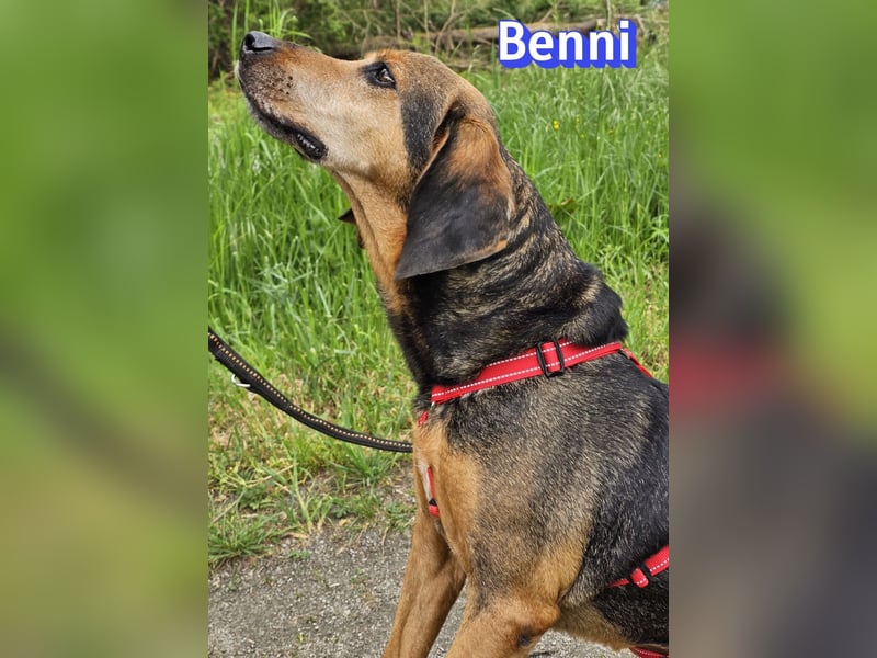 Benni, 04/17 - ruhiger Senior sucht wegen Krankheit ein neues Zuhause