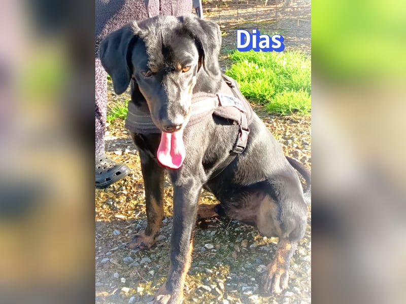 Dias, 03/25 - Traumhund sucht Familie!