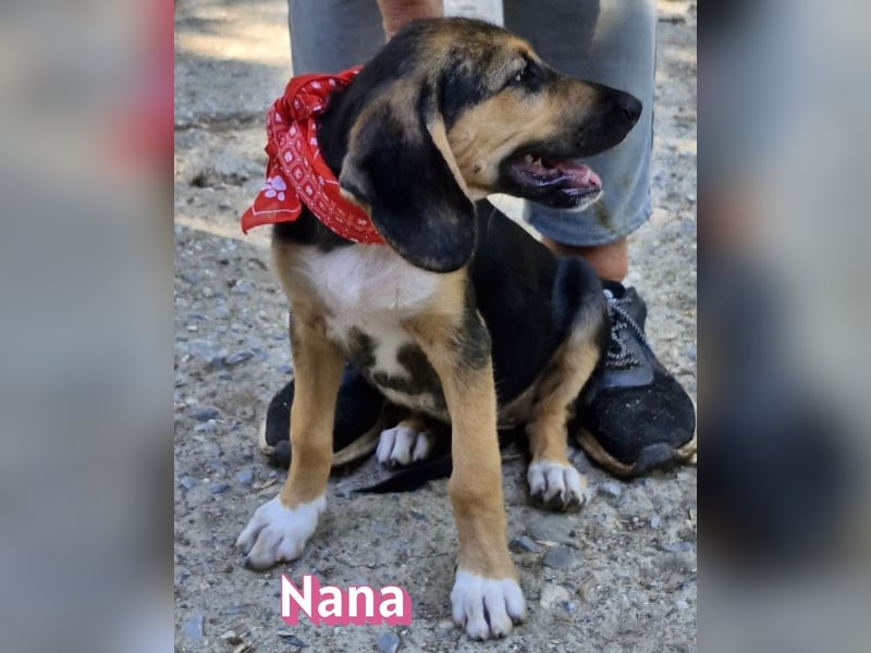 Nana, 04/26 - sucht ein liebevolles Zuhause