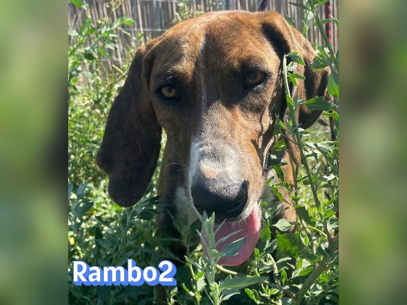 Rambo2, 06/25 - ein Kämpfer mit einem Herz aus Gold