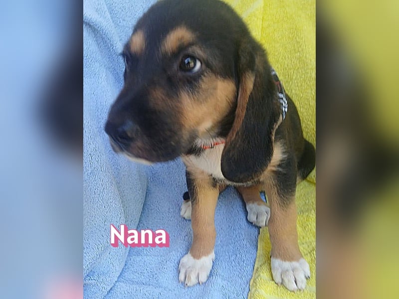 Nana, 04/26 - sucht ein liebevolles Zuhause