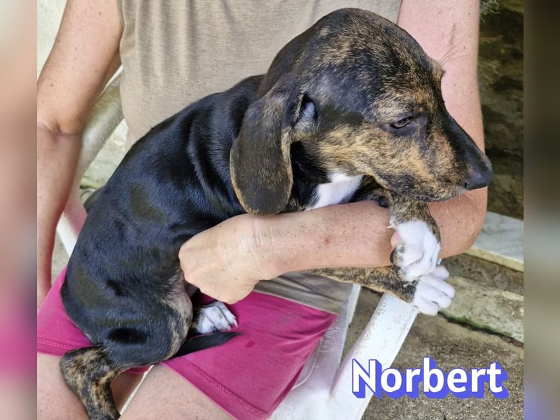 Norbert, 04/26 - sucht ein behütetes Zuhause