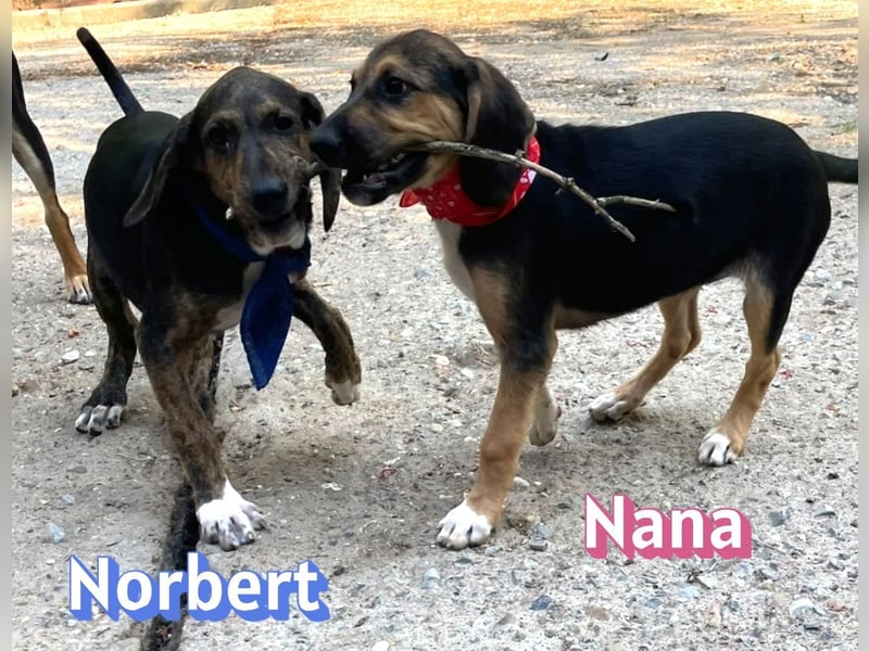Norbert, 04/26 - sucht ein behütetes Zuhause