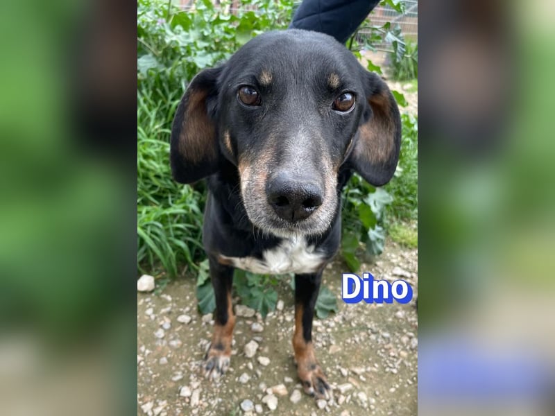 Dino, 01/24 - treues Schlappohr sucht Familie