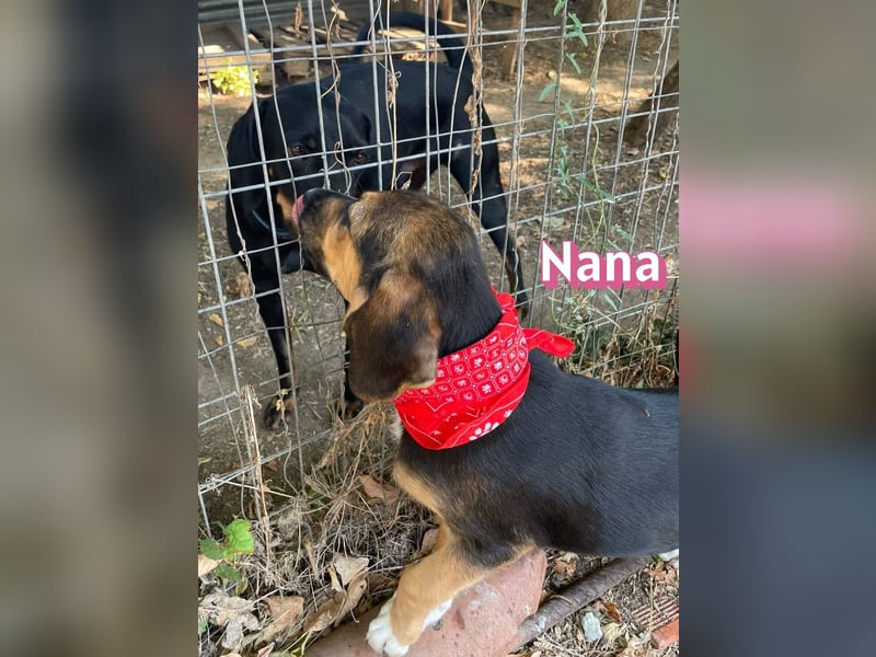 Nana, 04/26 - sucht ein liebevolles Zuhause