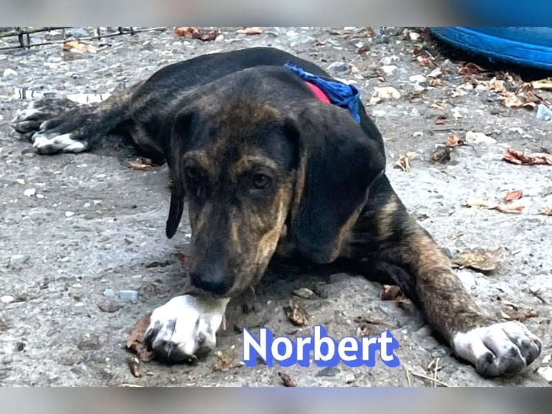 Norbert, 04/26 - sucht ein behütetes Zuhause