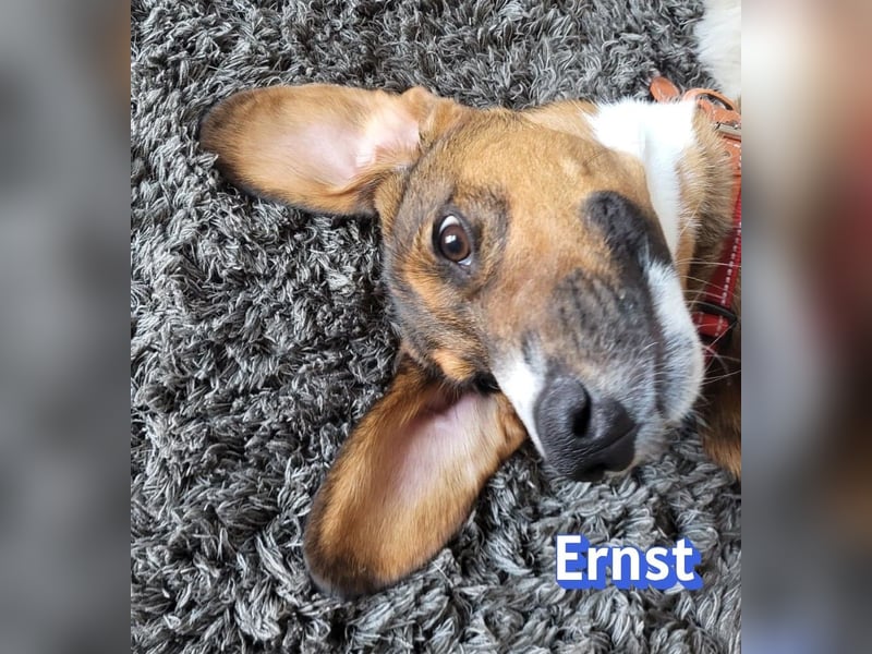 Ernst, 03/26 - drolliger Bub sucht Familie