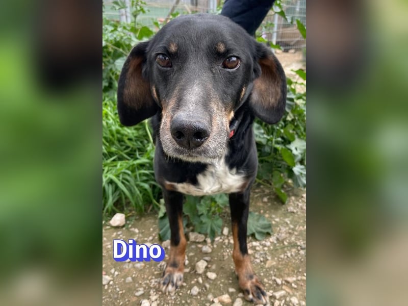 Dino, 01/24 - treues Schlappohr sucht Familie