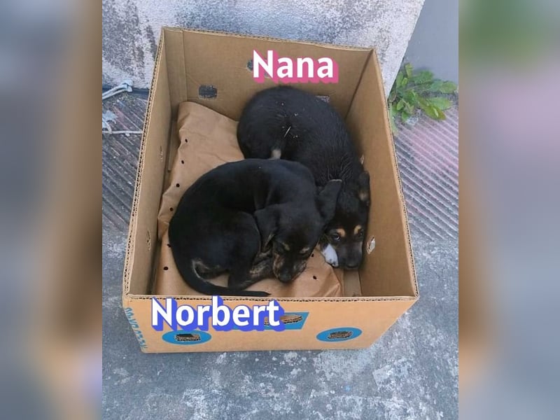 Norbert, 04/26 - sucht ein behütetes Zuhause