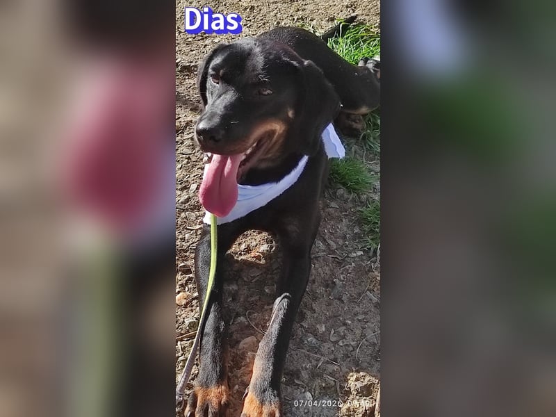 Dias, 03/25 - Traumhund sucht Familie!