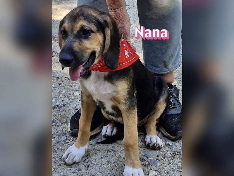 Nana, 04/26 - sucht ein liebevolles Zuhause