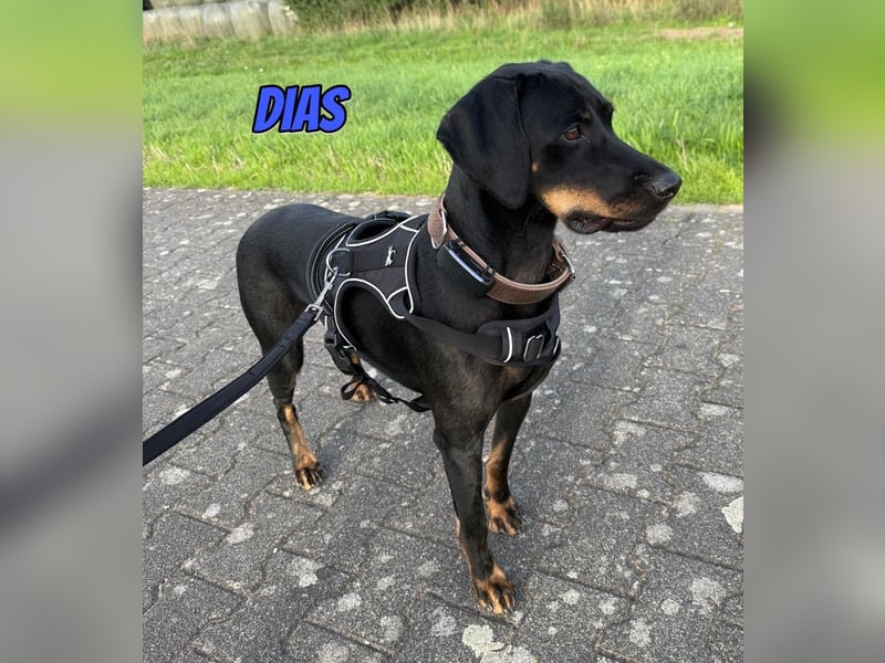 Dias, 03/25 - Traumhund sucht Familie!