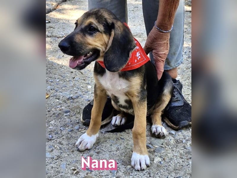 Nana, 04/26 - sucht ein liebevolles Zuhause